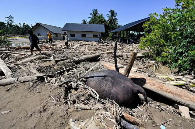 Beberapa warga berjalan tak jauh dari bangkai gajah yang mati akibat banjir dan longsor di Pidei Jaya, Aceh, pada 30 November 2025.