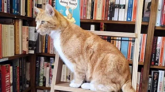 Haqqında kitablar yazılan Garfield hətta bir “imza” mərasimində də iştirak edib