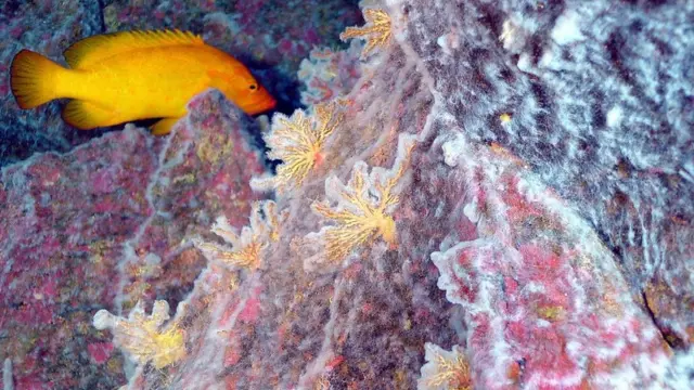 Віруси море риби