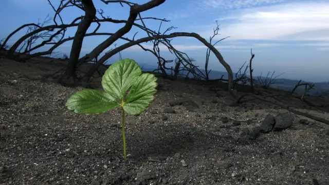 Planta