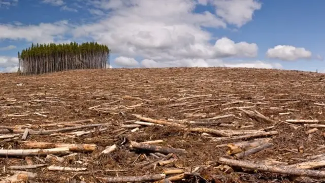 காடுகள்