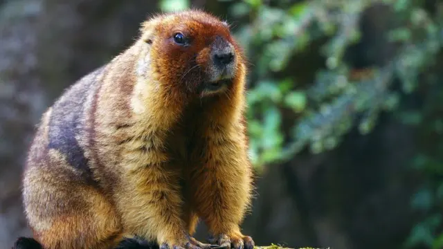 ‘ኣጥፊአ ድየ?’