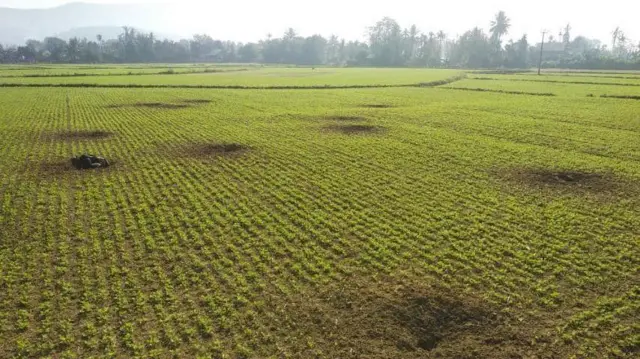 ထီးချိုင့်မြောက်ပိုင်းမှာ တိုက်ပွဲတွေအတွင်း စိုက်ခင်းတွေထဲ လက်နက်ကျမှုတွေလည်း ရှိခဲ့တယ်လို့ ဒေသခံတွေက ပြောပါတယ်။