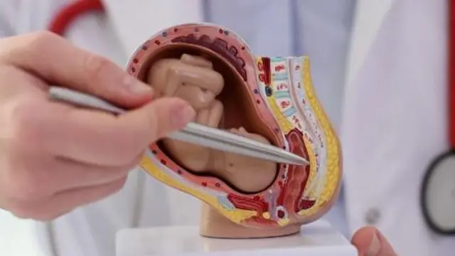 During pregnancy, the baby receives not only oxygen from the mother through the placenta, but also all essential vitamins, proteins, and nutrients, which are delivered to the baby via the placenta.