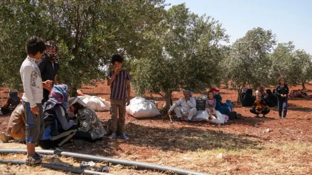 Bedevi aileler zeytin ağaçları altına sığınmışlar, eşyaları her yere saçılmış