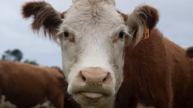 Una vaca mira la cámara en un campo de Uruguay.