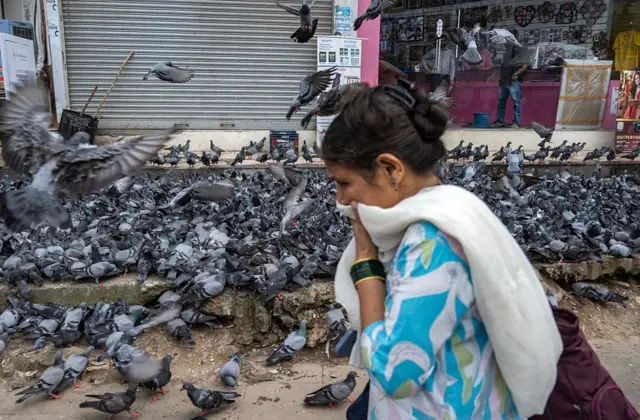 कबुतरांशी आणि त्यांच्या विष्ठेशी संपर्क आल्याने लहान मुलांच्या तसेच प्रौढांच्या फुफ्फुसांवर गंभीर परिणाम होऊ शकतो, असं तज्ज्ञांचं म्हणणं आहे.