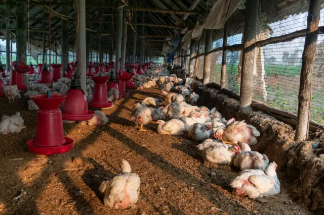 పౌల్ట్రీ రంగం