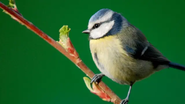 стать дитини