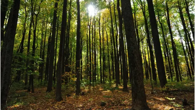 স্থায়িত্ব সবচেয়ে কম হলেও কাগজের ব্যাগ প্লাস্টিকের তুলনায় প্রকৃতিতে দ্রুত পচনশীল।