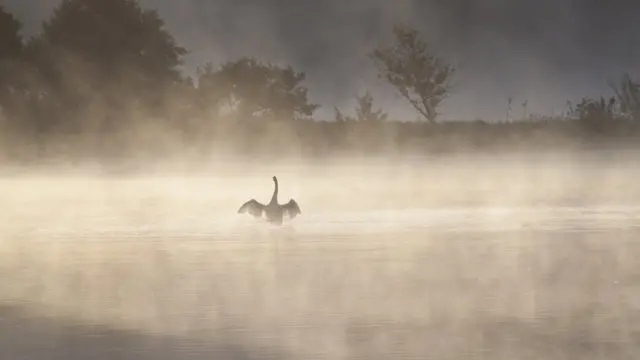 Гусь в тумане