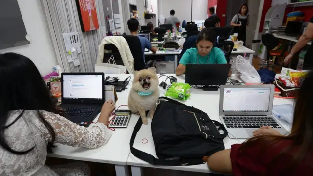 เจ้าตูบบางตัวก็ถูกจับแต่งตัว สร้างความสดใสให้บรรยากาศการทำงาน