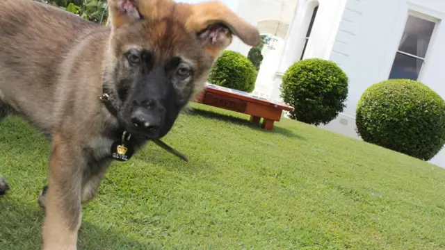 A close-up of Gavel as a puppy in the gardens of Government House