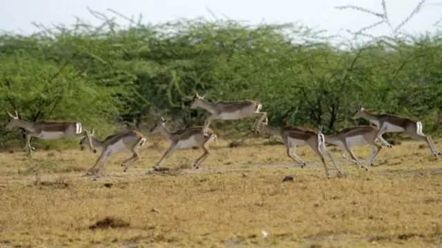 மான்கள்