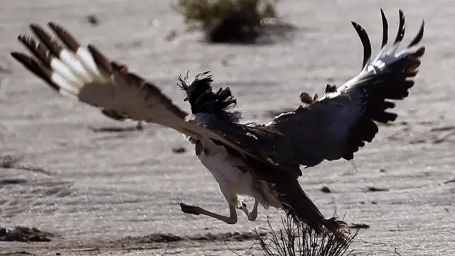 A houbara bustard during a falconry competition in Hameem, west of Abu Dhabi. Dec 2014
