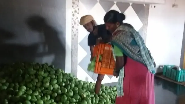 कोकणातल्या हापूस आंब्याला चक्रीवादळाचा तडाखा