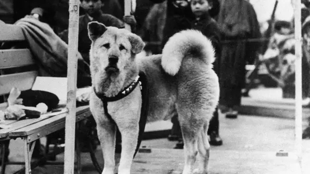 Akita dog film fashion