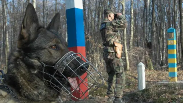 Собака