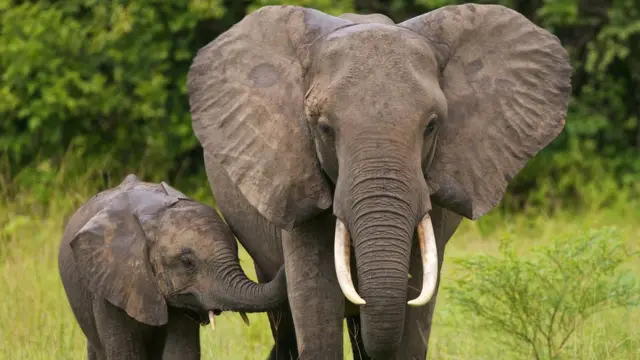 போட்ஸ்வானா யானைகள் மரணம்