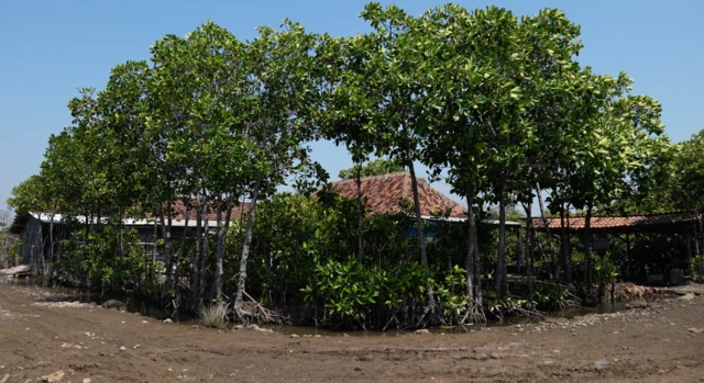 banjir rob, pesisir utara jawa, pantura, kendal