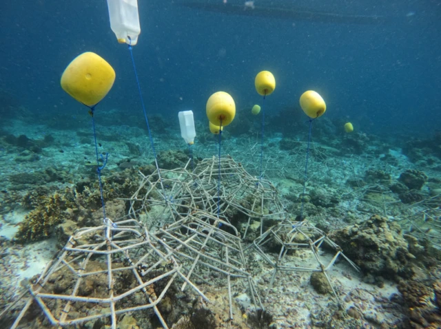 raja ampat, terumbu karang, caledonian sky