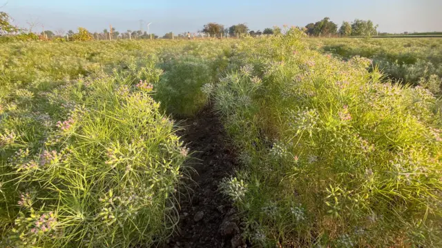 ગુજરાતમાં ખેતી, જીરુંના ભાવ, ઊંઝા માર્કેટમાં જીરુંના ભાવ, જીરું, બીબીસી ગુજરાતી, ખેતીવાડી