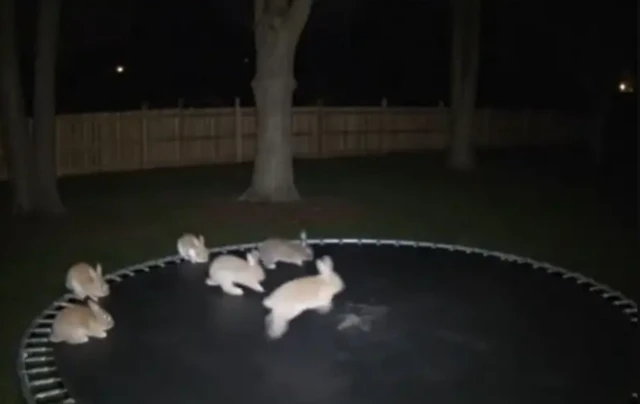 ਏਆਈ ਵੀਡੀਓ