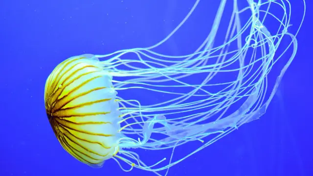 ਜੈਲੀਫਿਸ