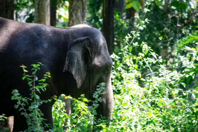 முதுமலையில் 11 நாட்களில் 3 யானைகள் உயிரிழப்பு ஏன்? 