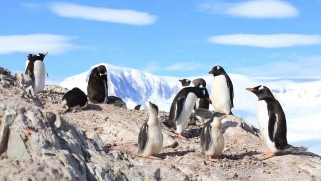 Pinguins em geleira