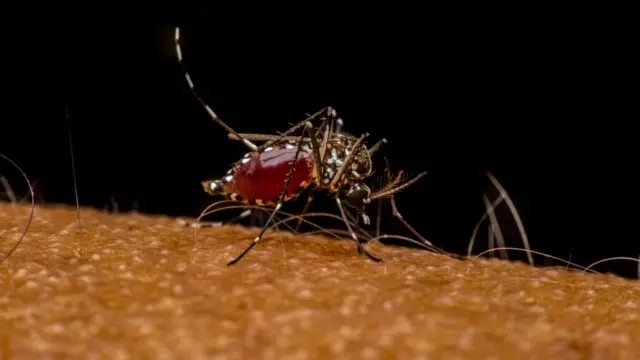 దోమ కాటు