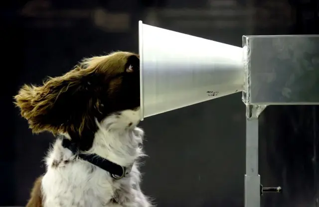 Floki, uno de los dos perros de Australia del Sur, participa en el entrenamiento de detección de Covid-19 en la Universidad de Adelaida el 18 de septiembre de 2020 en Adelaida, Australia.