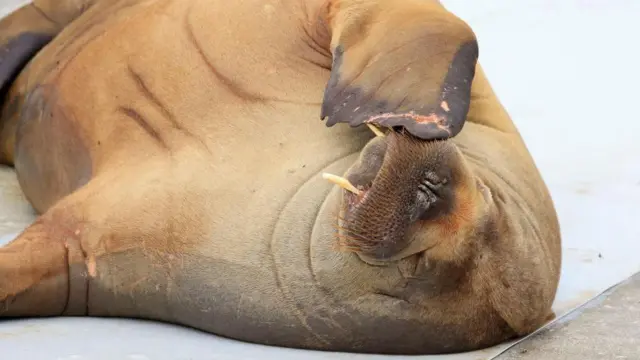Freya the walrus