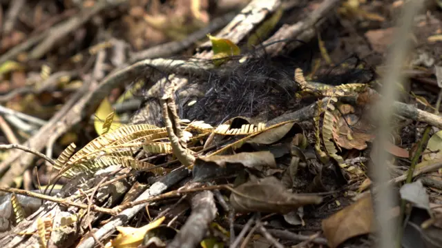 చిరుత పులి