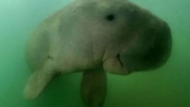 Dugong yang mati karena sampah plastik.