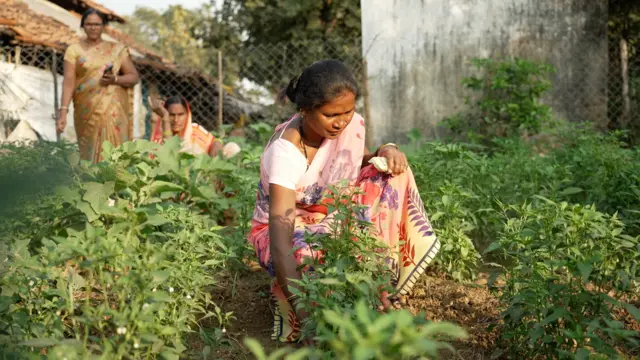 'किचन गार्डन' मधल्या भाज्याच या घरांमध्ये खाल्ल्या जाऊ लागल्या.