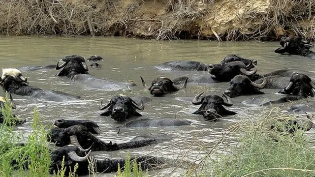 تالاب هورالعظیم