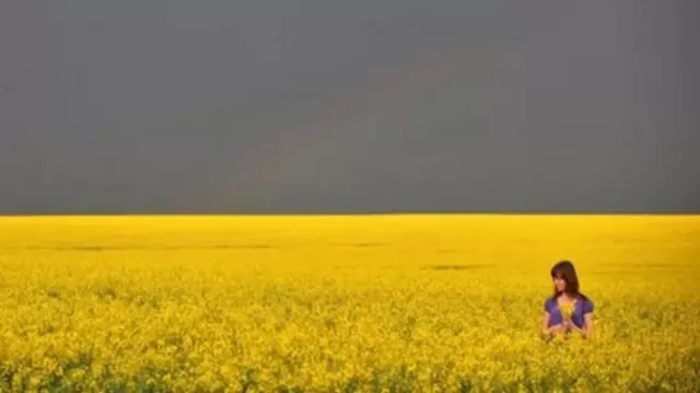 Украина. Согушка чейинки саргын талаасы