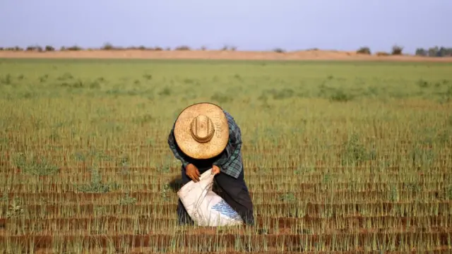 Inmigrante mexicano trabajando el campo en Estados Unidos