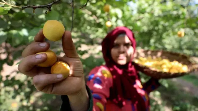 apricot-harvesting season in Egypt’s Qalyubia province
