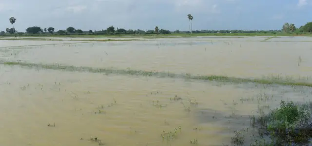 நீரில் மூழ்கிய பயிர்