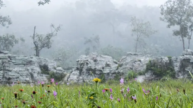 ทุ่งดอกกระเจียว จ.ชัยภูมิ