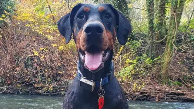 Indie, o cachorro de Cenydd que 'escolheu' Katie na praia