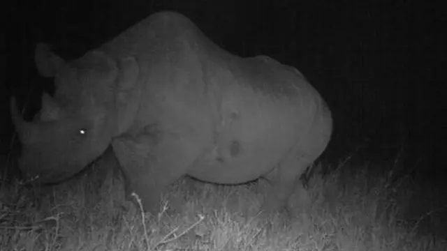 কেনিয়ায় কালো গণ্ডার