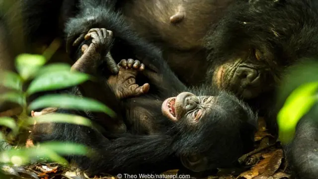 चिम्पान्जी