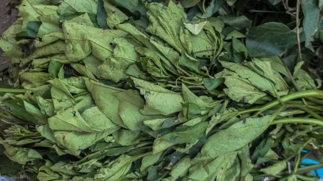 Ụgụ na-enye aka echekwa akịrị gị