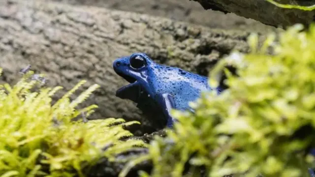 ज्या एपिबॅटिडिन विषाचा वापर झाला असल्याचा दावा ब्रिटन आणि त्यांच्या युरोपीय मित्रदेशांनी केला आहे, ते विष सर्वांत आधी उत्तर-दक्षिण अमेरिकेतील विषारी अशा डार्ट बेडकांच्या प्रजातीमधून प्राप्त करण्यात आलं होतं.