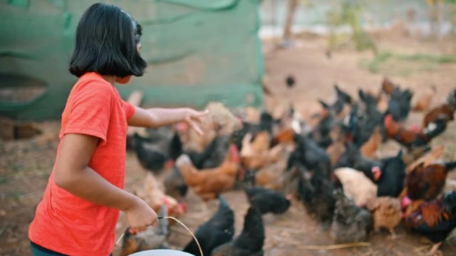 पोल्ट्रूी