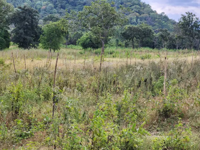 అటవీ ప్రాంతంలో మొక్కలు