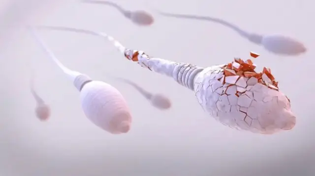 Ejaculation during sleep is said to be a sign of low sperm count. නින්දේදී ශුක්රාණු පිටවීම ශුක්රාණු ප්රමාණය අඩු වීමේ ලකුණක් බව කියනු ලැබේ.